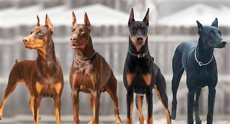 Schéma vývoja dobermana od základného šľachtiteľského pokusu po moderný štandard