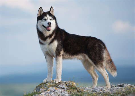 Sibírsky husky - vlčie črty a sila konštitúcie