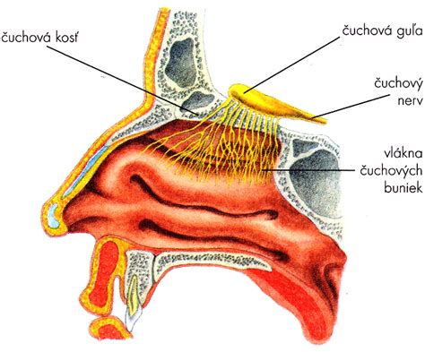 Štruktúra psieho nosa a jeho čuchové receptory