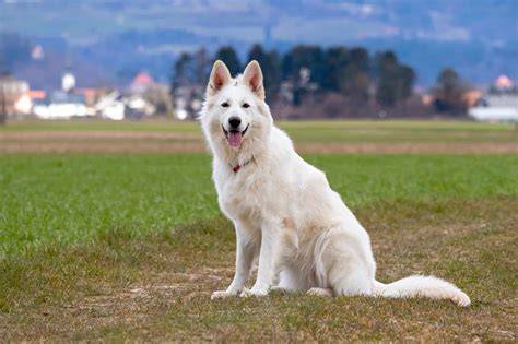 Illustration of White Swiss Shepherd in family setting