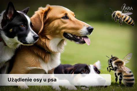 Infografika: Cestička osy a rizikové miesta u psa