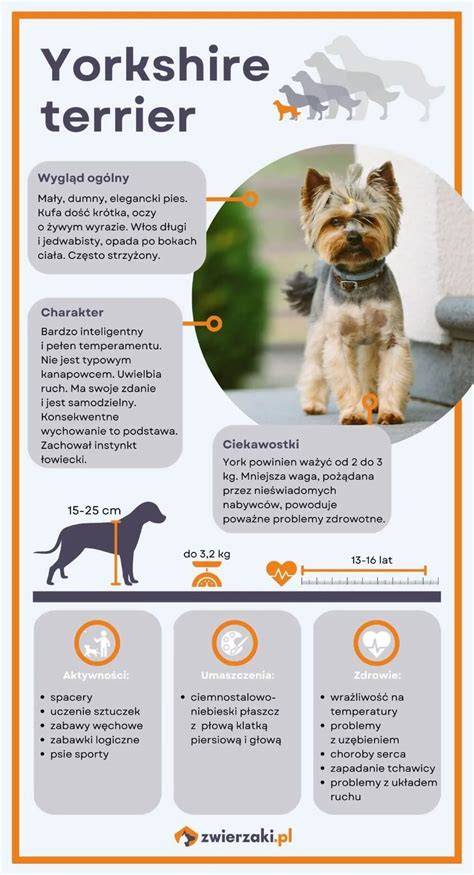 Infografika: Pôvod yorkshire teriéra, hlavné znaky, výška a hmotnosť