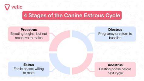 Infografika: Four phases of the canine estrous cycle (Proestrus, Estrus, Metestrus, Anestrus)