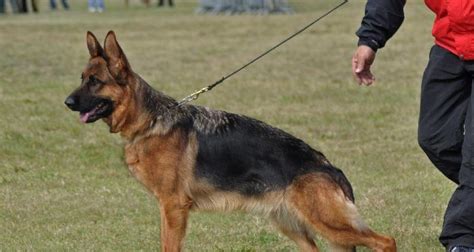 Obrázok znázorňujúci nemeckého pinča v akcii počas agility