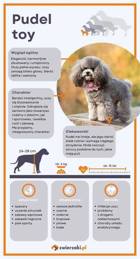 Infografika: Porovnanie veľkostí pudla (toy, mini, štandard) a ich základné charakteristiky