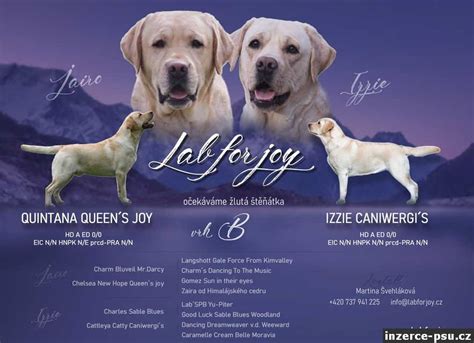 Ilustrácia labradorského retrívera