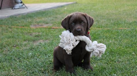 Šteniatko labradorského retrívera hrajúce sa s hračkou