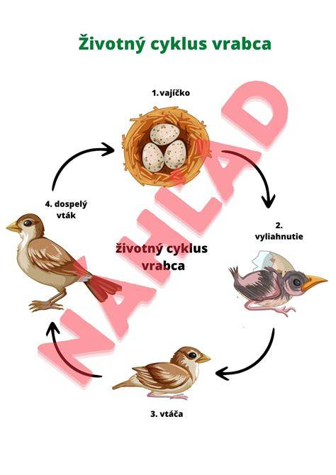Infografika: Životný cyklus svrabu roztočov a hlavné teritóriá infekcie