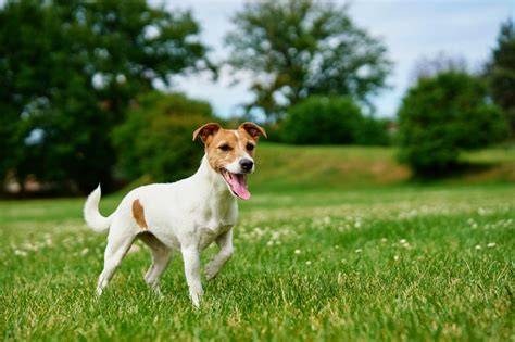 Jack Russell teriér pri behu