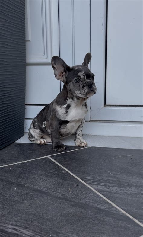 Štandardné farby srsti francúzskeho buldoga