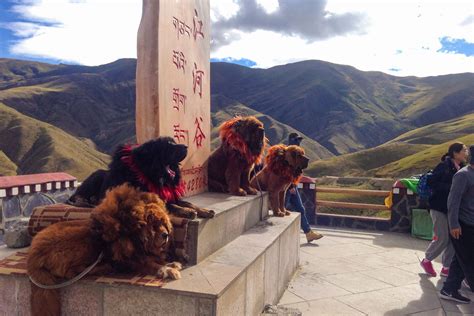 História tibetského šarpeja v Tibete
