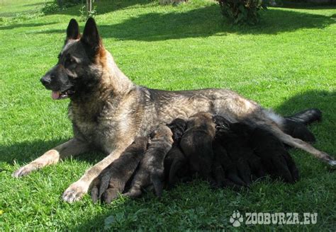 Šteniatka nemeckého ovčiaka hrajúce sa