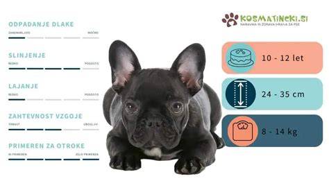 Infografika: Kontinentálny buldog - výskyt a rozmery