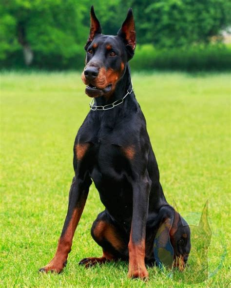 Ilustračná fotografia: doberman s typickým čiernym s pálením