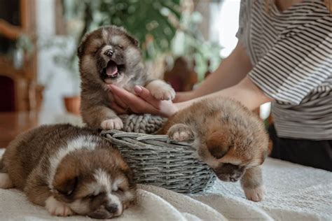 Novorodené šteniatka v hniezde