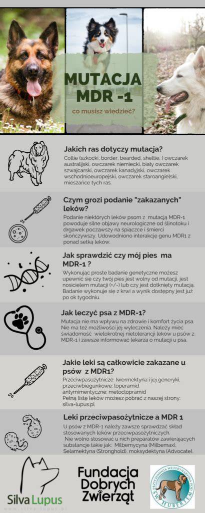 Schéma genetických rizík Merle a MDR1 u Aussie