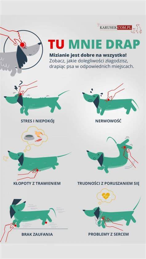 Infografika: Porovnanie čuchu psa a človeka (počet receptorov, citlivosť a rozsah mozgu)