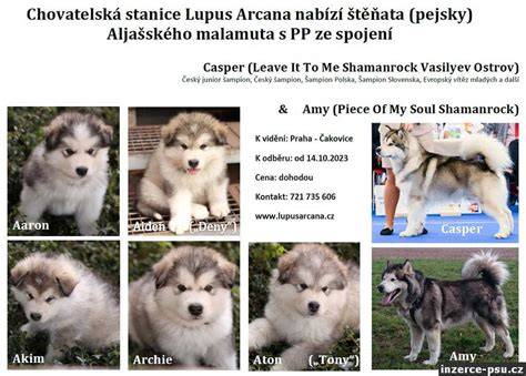 Infografika: Porovnanie fyzických znakov sibírskeho huskyho a aljašského malamuta