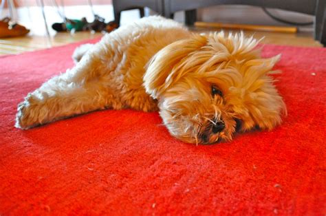 Pes olizujúci podlahu