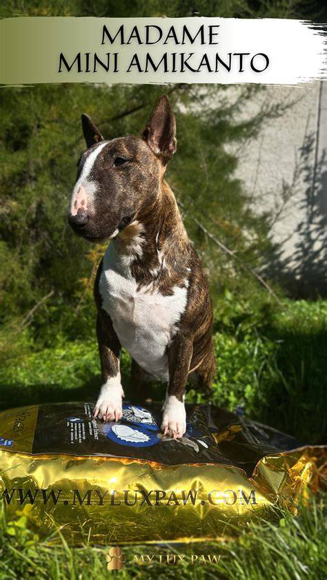 Infografika: čo treba vedieť pri výbere pitbulla od šteňaťa po dospelosť