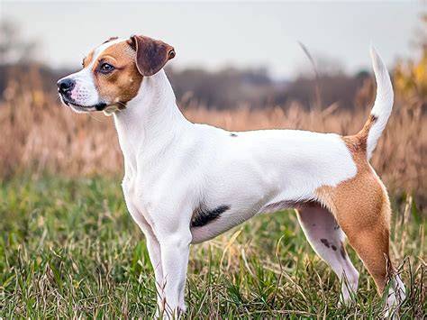 Mapa oblastí populárnych výcvikových aktivít pre mix plemien Jack Russell x vlčiak