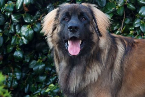 Detail srsti a hrivy psa Leonberger