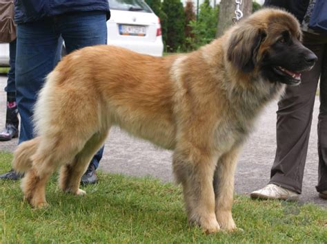 Pes Leonberger plávajúci v jazere