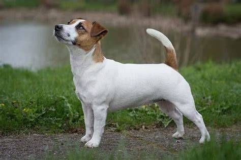 Jack Russell teriér - typický vzhľad a biela s farebnými znakmi