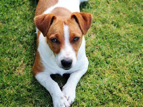 Jack Russell s výraznou bielou srsťou a farebnými znakmi