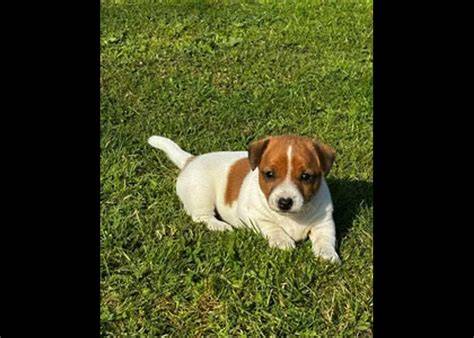 Preskúmanie očí Jack Russell teriéra a preventívne vyšetrenia