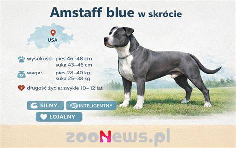 Infografika: Denná starostlivosť o AmStaff a AmStaff bulteriéra
