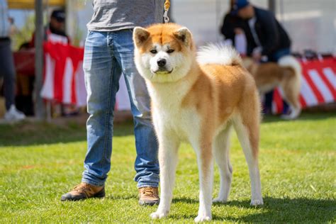 Šteniatko Akita Inu hrajúce sa