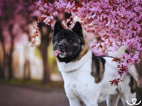 Dospelý pes Americká Akita