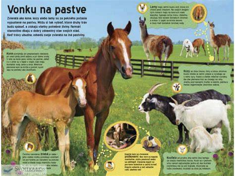 Infografika: Zvieratá na farme - melódia zvukov a rodiny