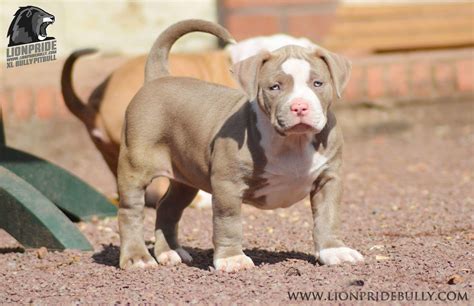 Šteniatko American Bully XL