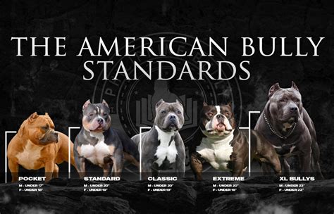 Porovnanie veľkosti American Bully XL a štandardného Pitbulla