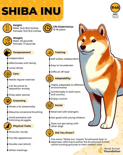 Štruktúra hlavy Shiba Inu pripomínajúca líšku