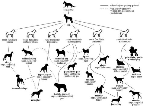 Obrázok ukazujúci vývoj psa od vlka po moderné plemená (grafika znázorňujúca neoténiu a diverzitu).