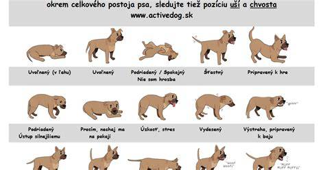 Infografika: Reč tela psa pri strachu a úzkosti
