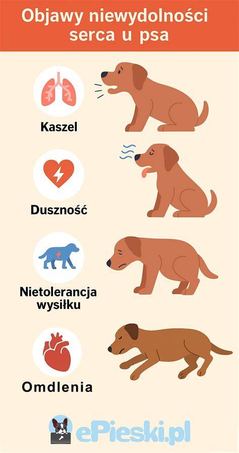 Infografika: Znaky náklonnosti psa ku majiteľovi