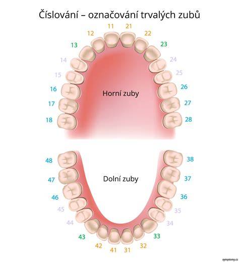 Diagram: Rozdelenie zlomenín zubov a ich liečebné možnosti