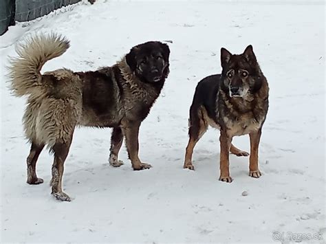 Schéma proporcií kaukazského ovčiaka