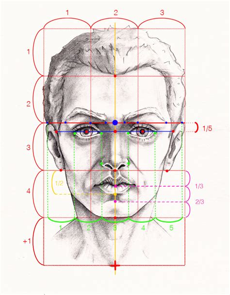 Detailná kresba hlavy kaukazského ovčiaka s označením častí