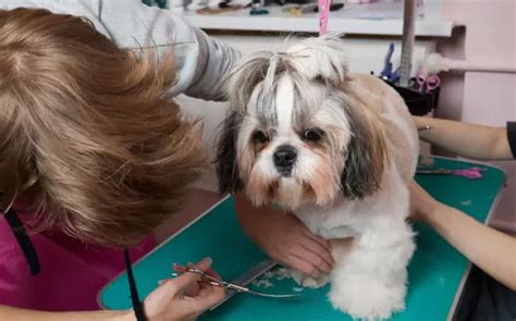Infografika: Sprievodca nástrojmi na starostlivosť o srsť Shih Tzu