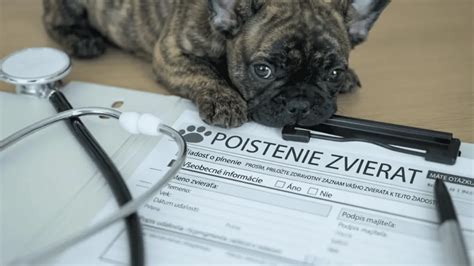 poistenie psa a prevencia - infografika