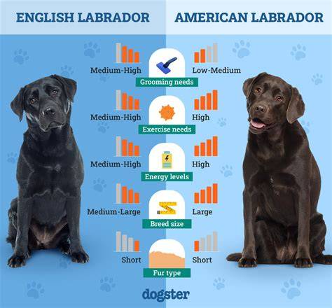zdravy_labrador_plan_starostlivosti