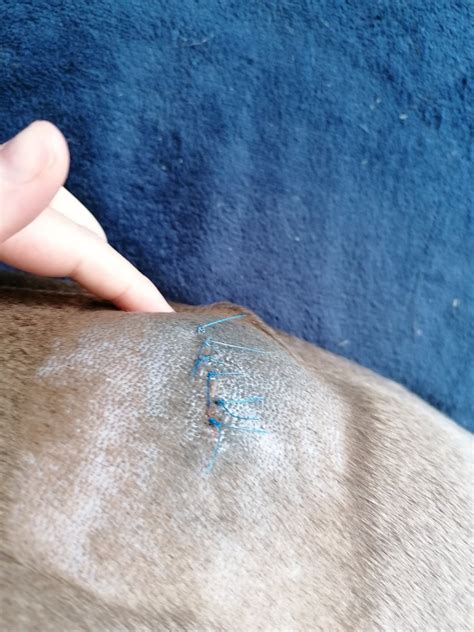 Ošetrenie rany psa po operácii