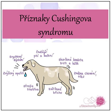 Infografika: Vestibulárny syndróm u psa - príznaky a postupy