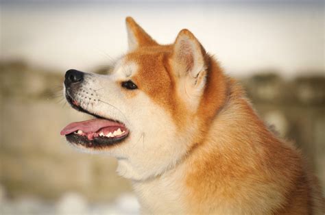 Infografika: Charakteristiky plemena Akita Inu (veľkosť, váha, vývoj, farebné rázy)