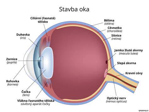 Infografika: anatomia oka a miesto šošovky
